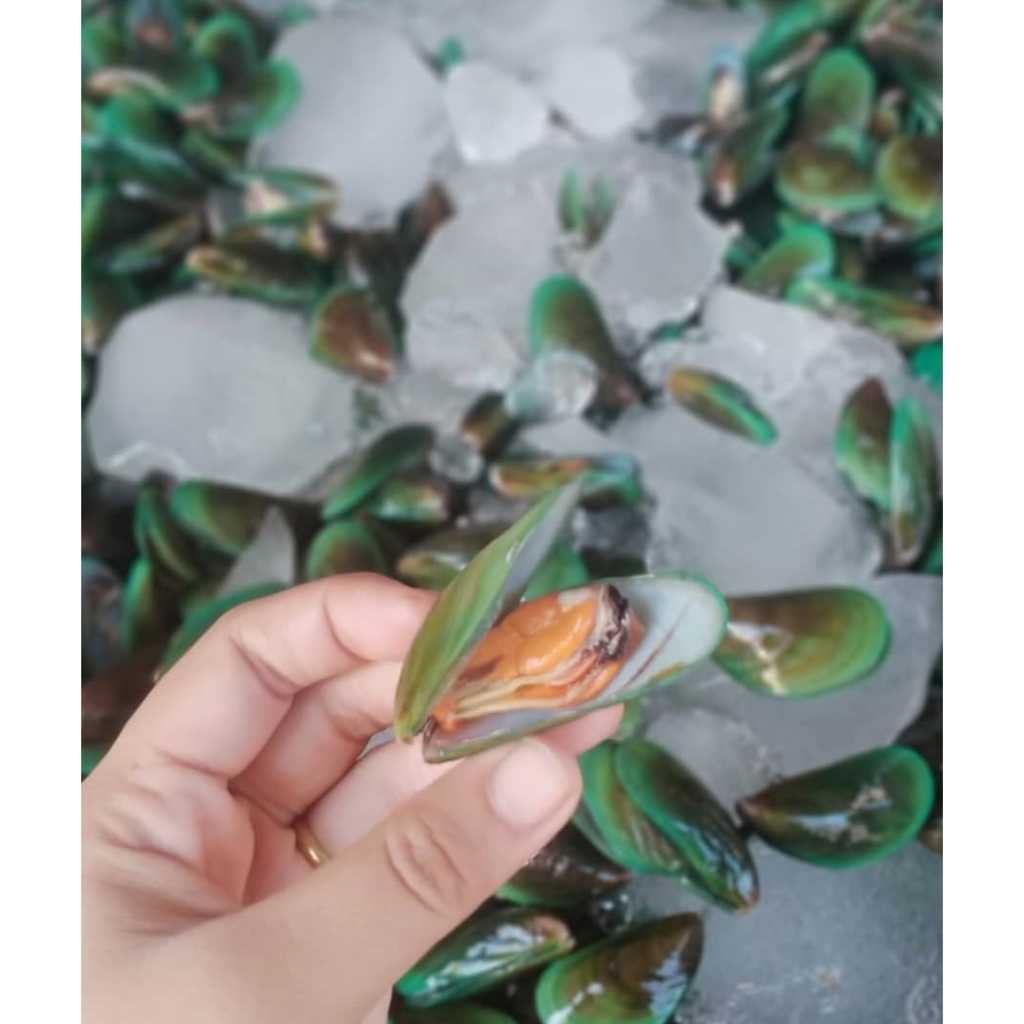 

Kerang Hijau Fresh Kemasan 1 KG