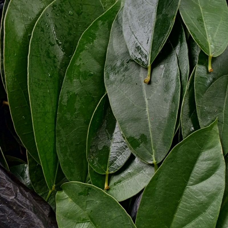 

Daun Cincau Perdu 1kg