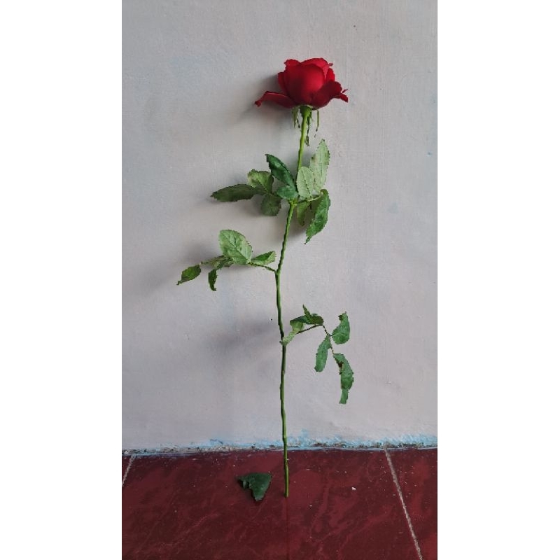 Bunga Mawar Potong Merah ( holland )