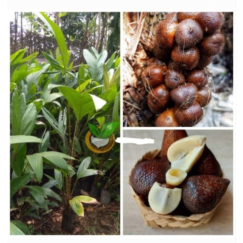 BIBIT SALAK PONDOH MADU BELI 5 BONUS 1