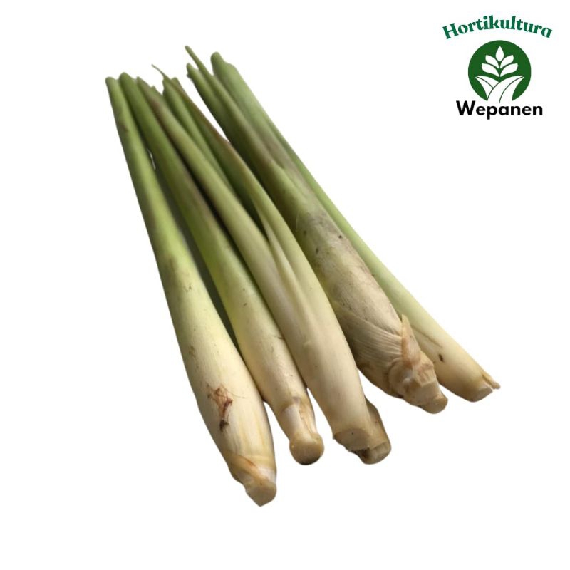 

Serai Rempah Per ikat 500gr