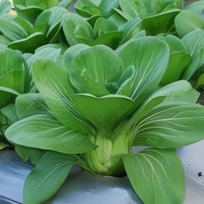 70 Biji - Benih Pakcoy NAULI F1