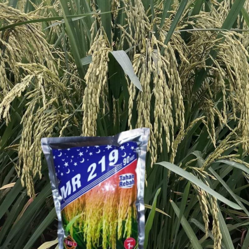 Benih Padi MR 219