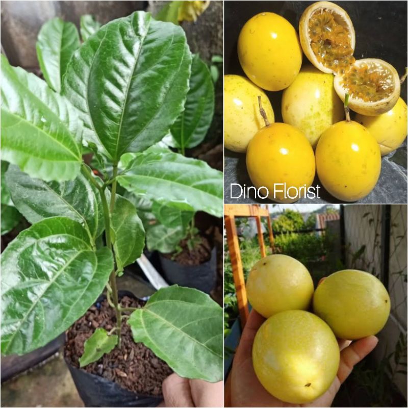 Bibit Tanaman Buah Markisa Kuning Manis / Markisa Yellow