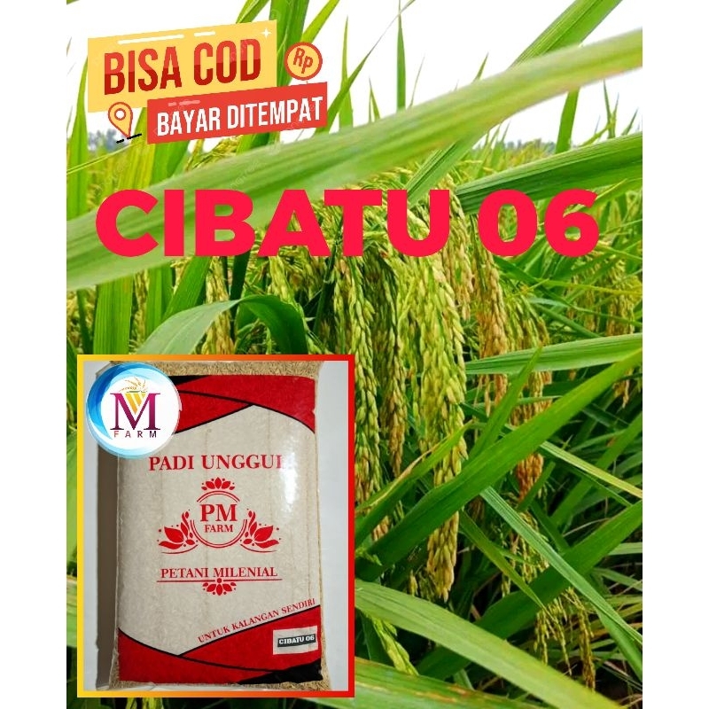 benih padi cibatu 5kg