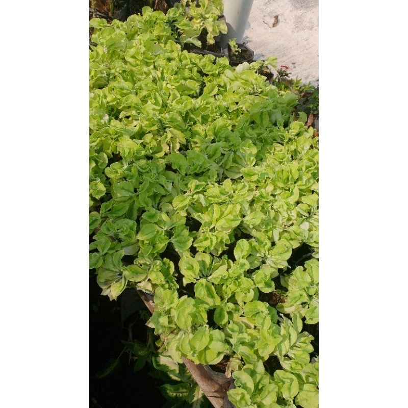 bunga gantung patah tulang