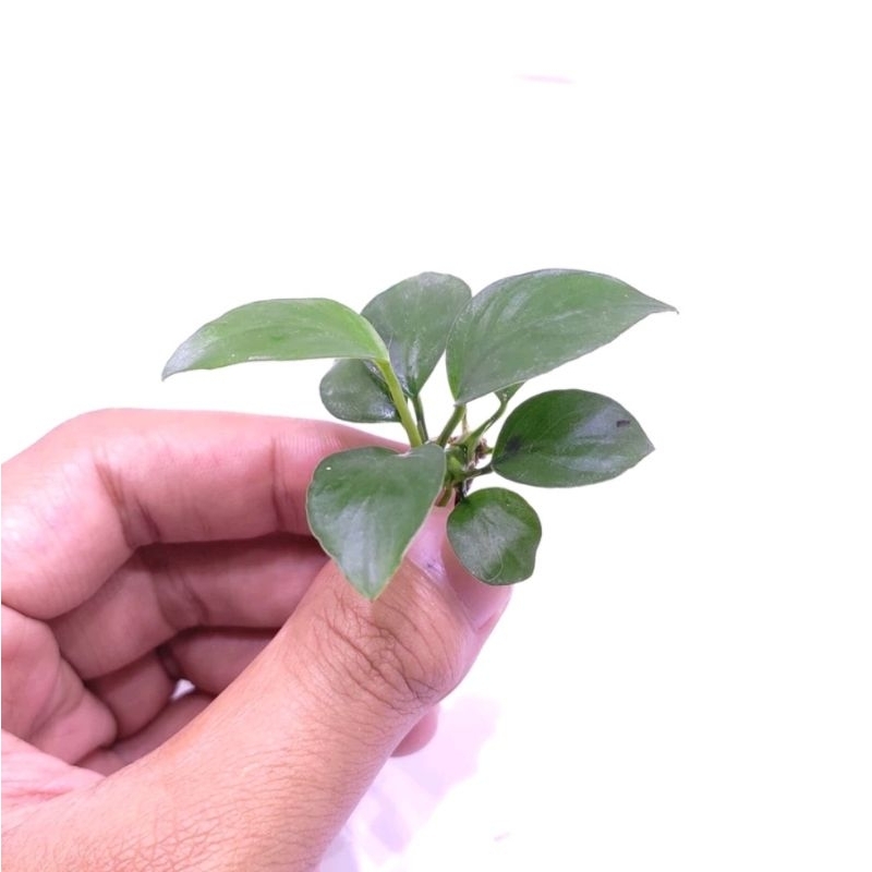 anubias nana