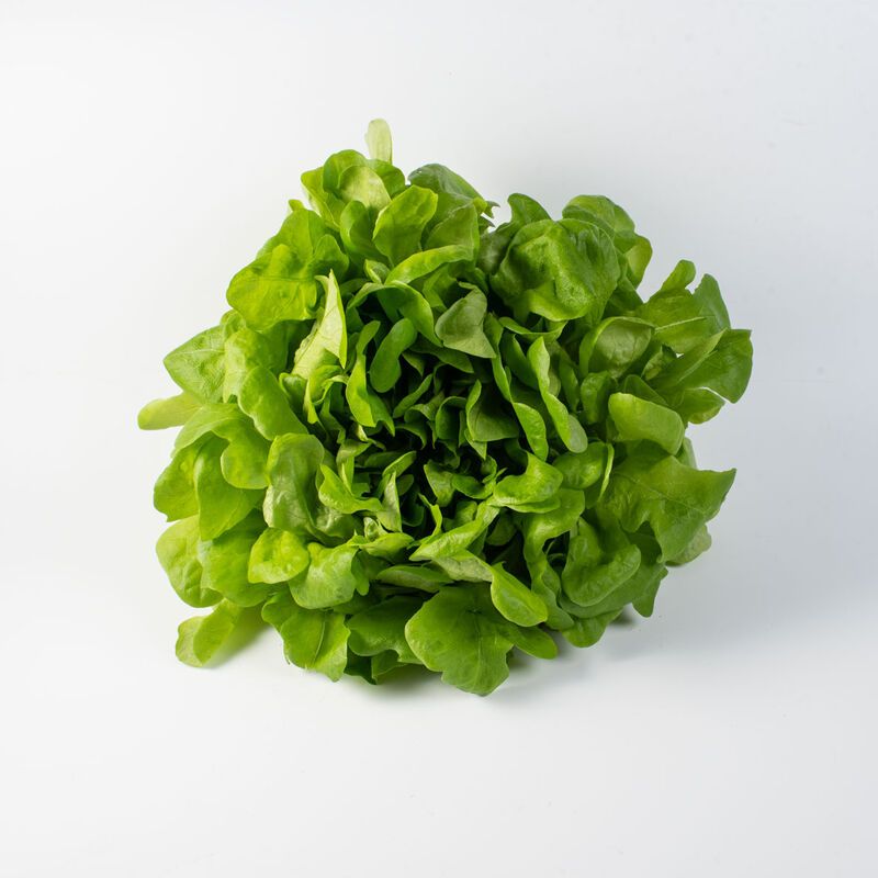 

SALANOVA GREEN OAKLEAF SAYUR SEHAT 10 PACK