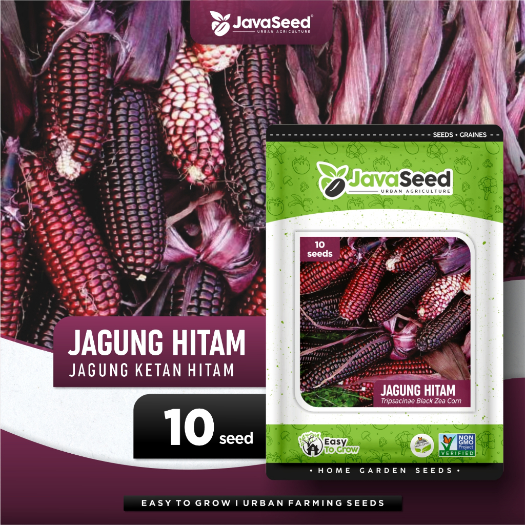 JAVASEED - Benih Jagung Ketan Hitam Black Corn Hibrida 10 Benih