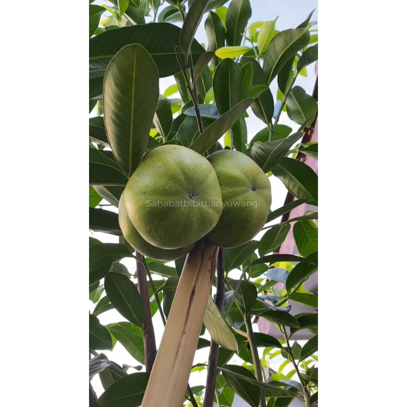 bibit black sapote jumbo tinggi 80cm-1meter hasil sambung