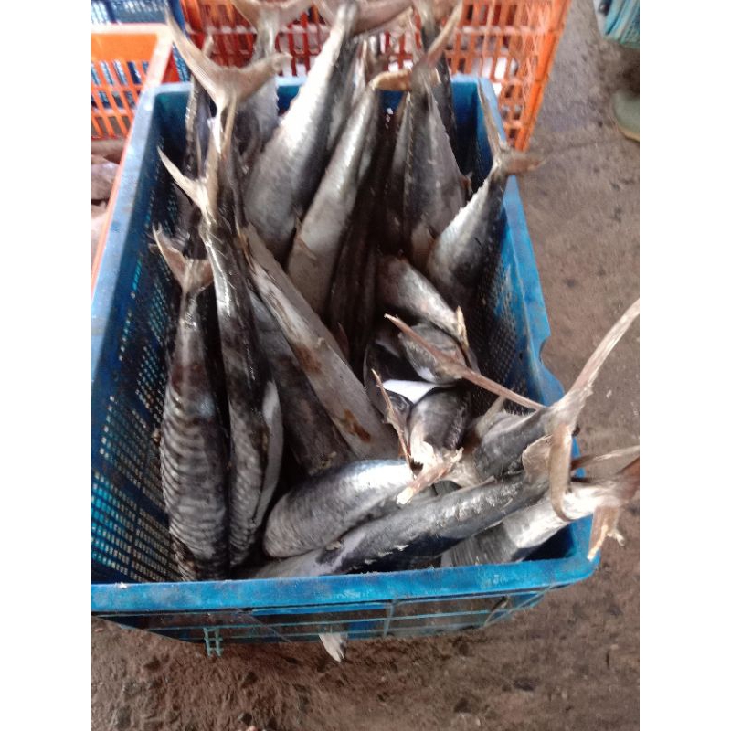 

Ikan Tenggiri Irisan/steak grade super