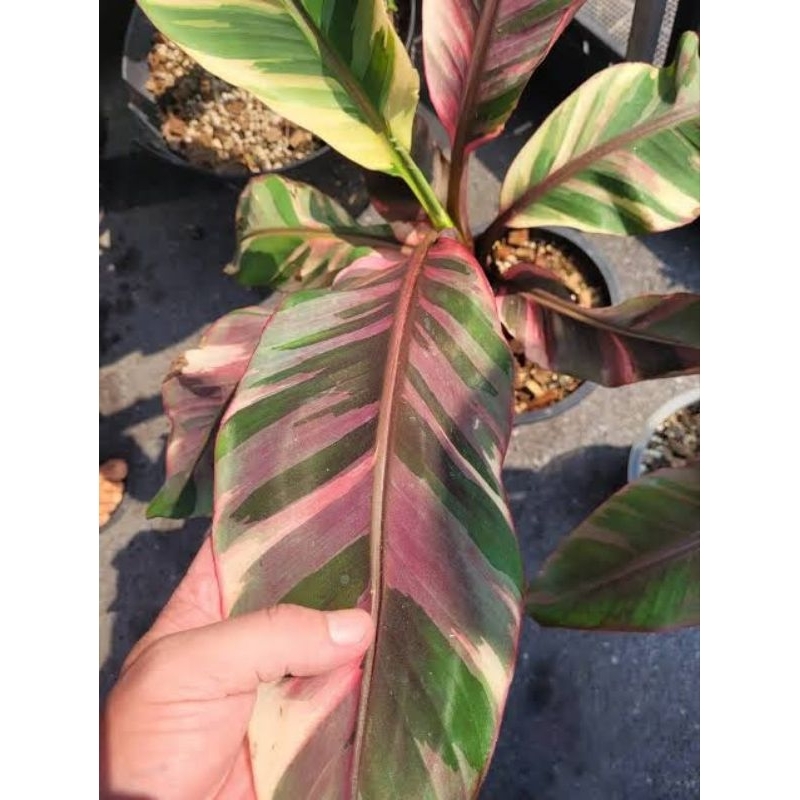 Pohon pisang musa pink nono varigata, tanaman pohon pisang varigata asli