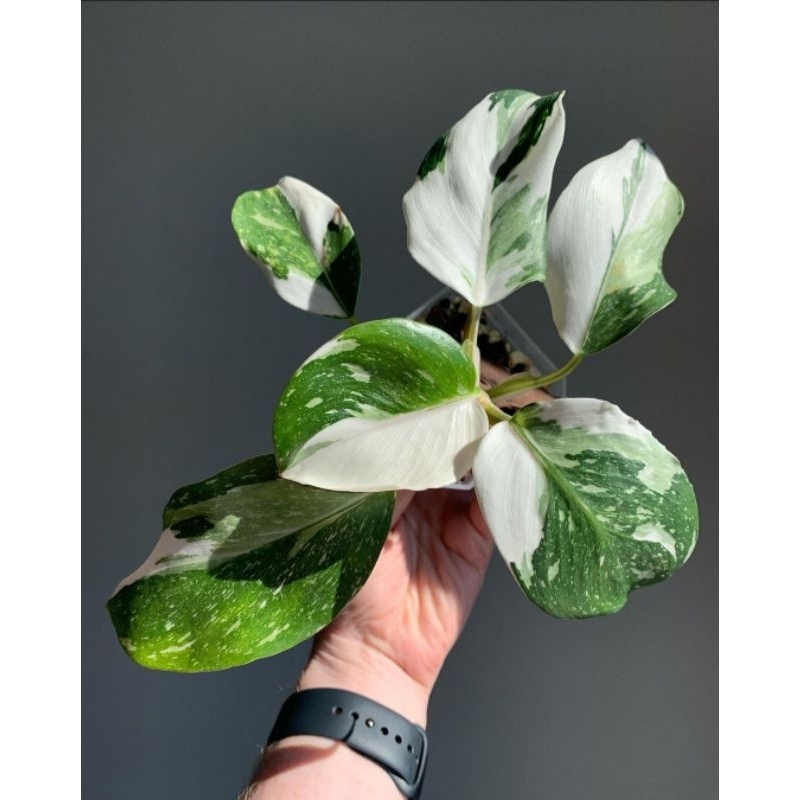 Philodendron White Wizard-Tanaman Hias Philodendron White Wizard 4-6 Daun