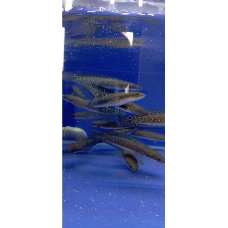 ys uk 15-17cm full cabung