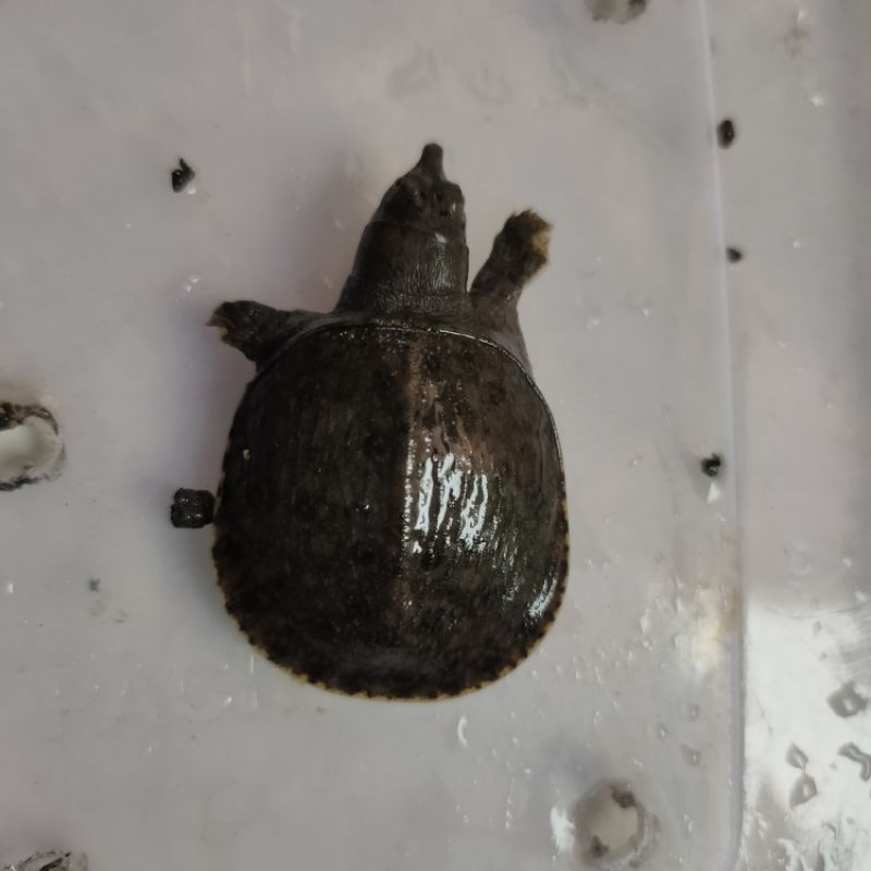 labi labi kura kura bulus usia 1-2 bulan