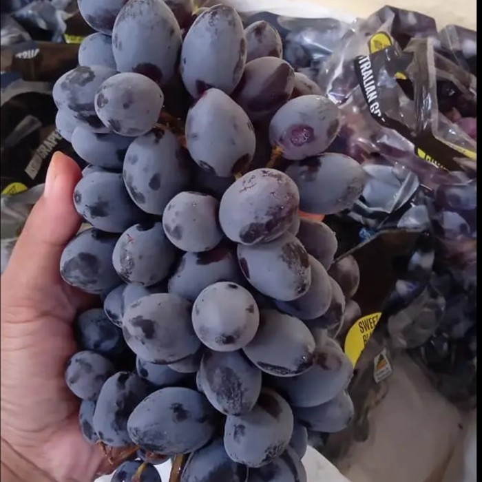 

Anggur Auntum - Anggur Hitam 500grm Manis-Fresh