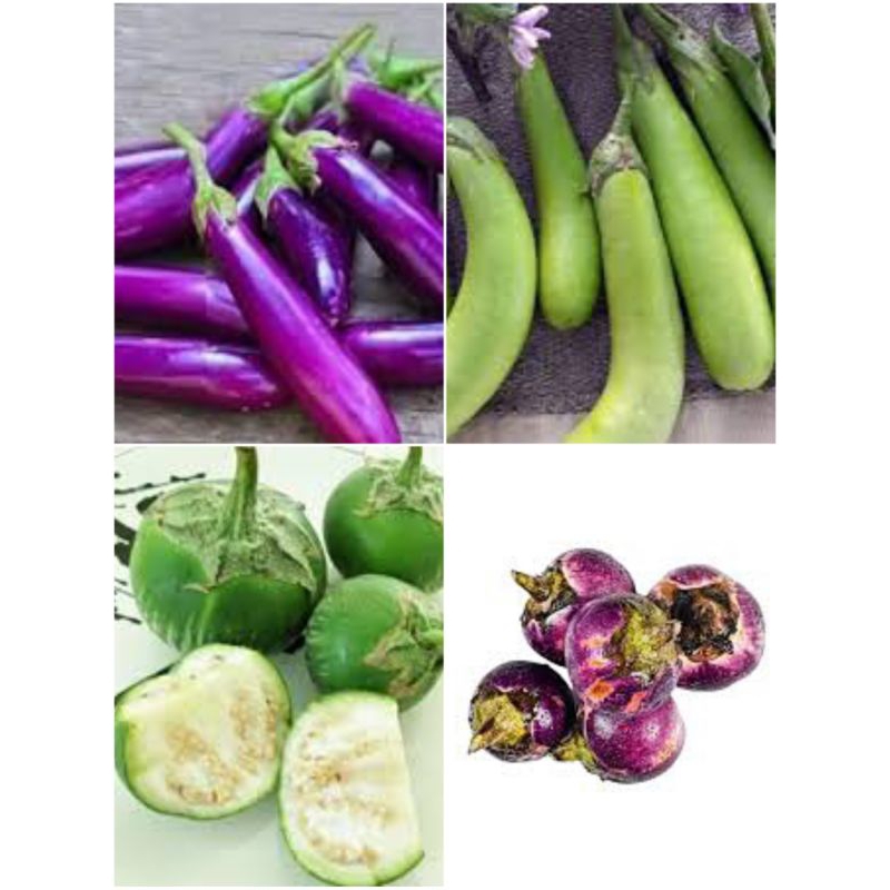 

Terong ungu,hijau 250gram,500gram