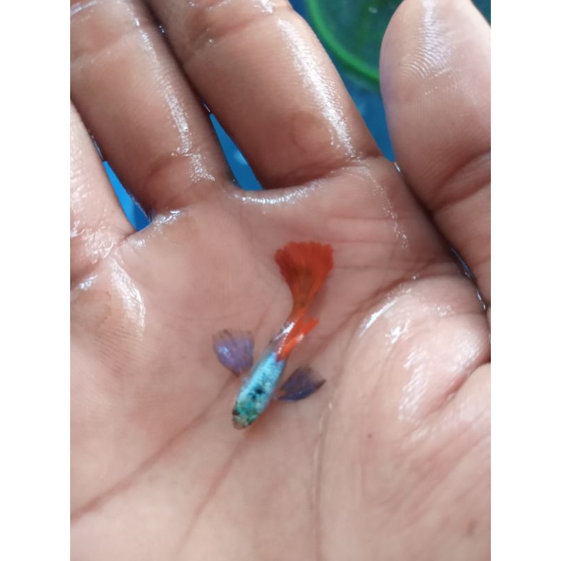 hiasan aquarium guppy prtde 1 pasang