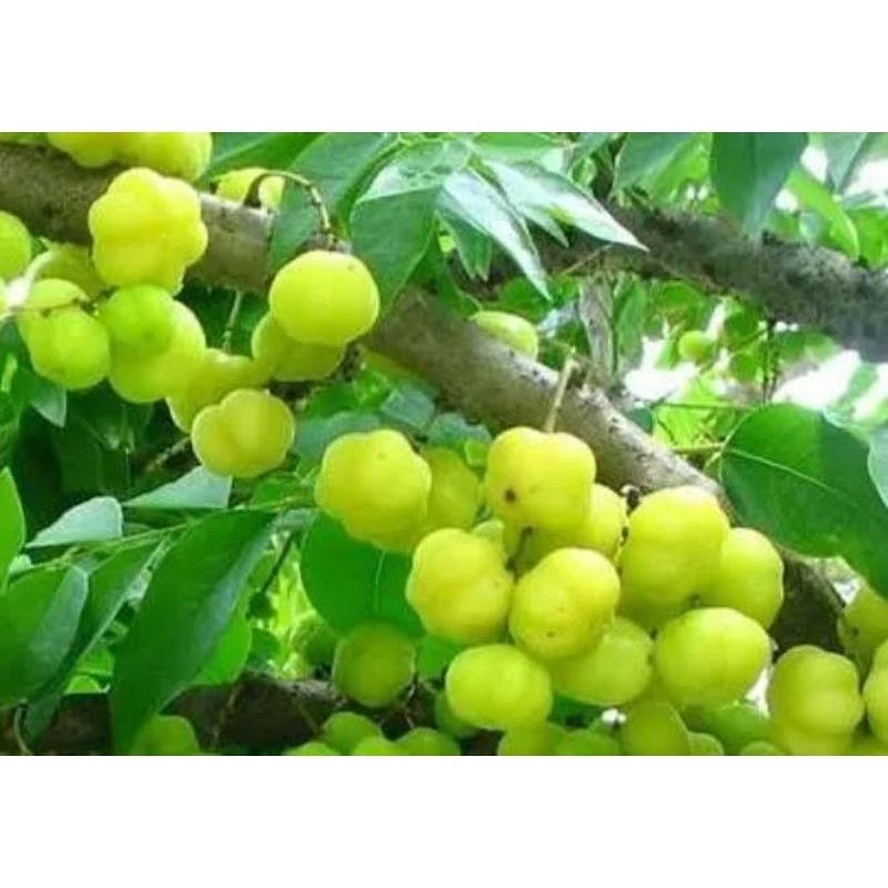 

Daun cermai (tanpa pestisida) 1 tangkai