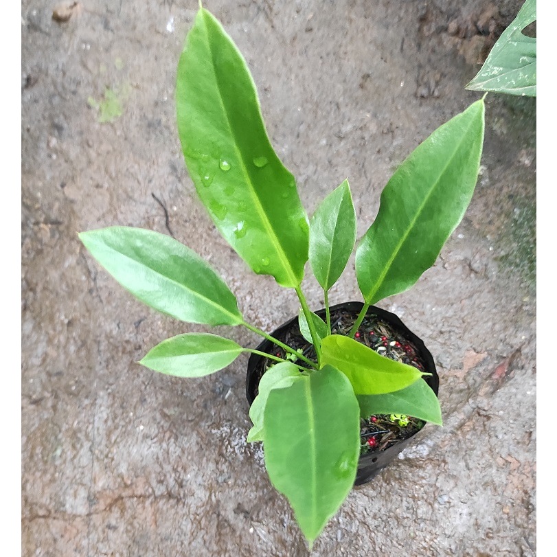 Tanaman Hias Anthurium Golok B / Bibit Anthurium Coriaceum - Antorium Gholok