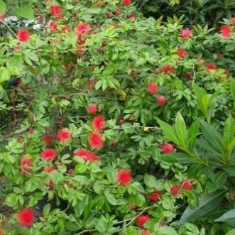 promo tanaman hias kaliandra rosalinda merah / bibit kaliandra lusiana