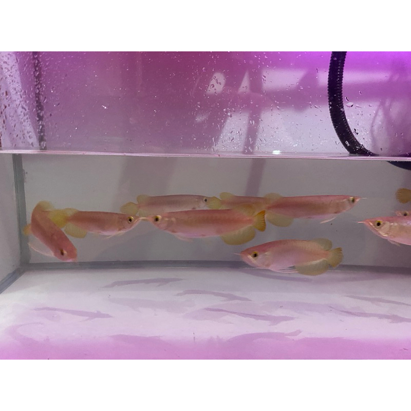 arowana Super Red