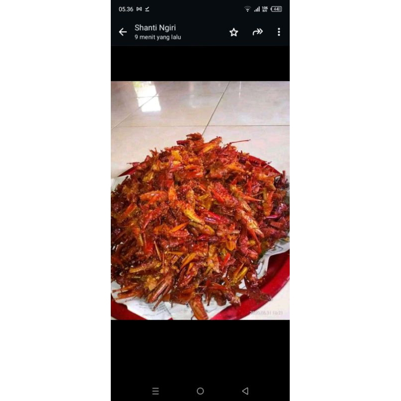 

belalang goreng