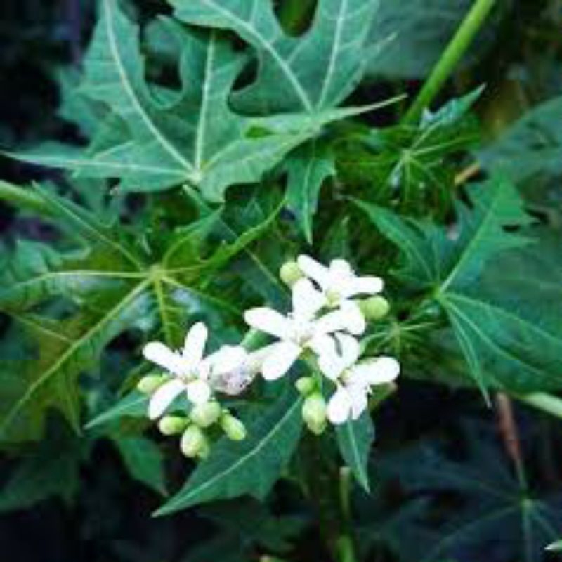 

pres daun pepaya Jepang 1kg