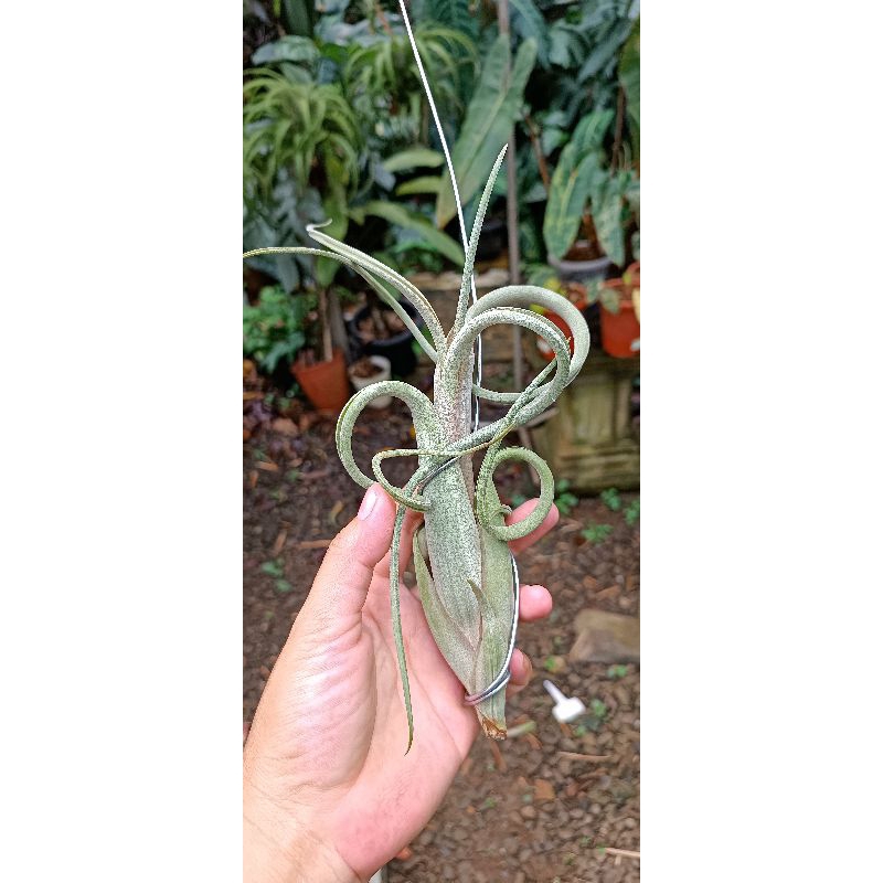 tillandsia intermedia macho