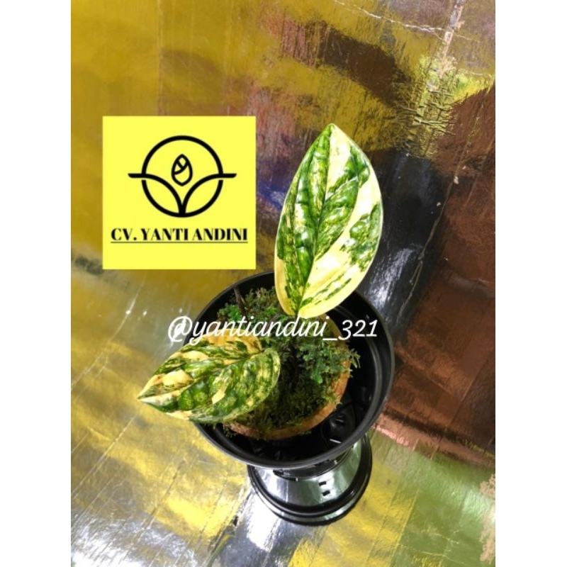 Monstera Karstenianum Varigata