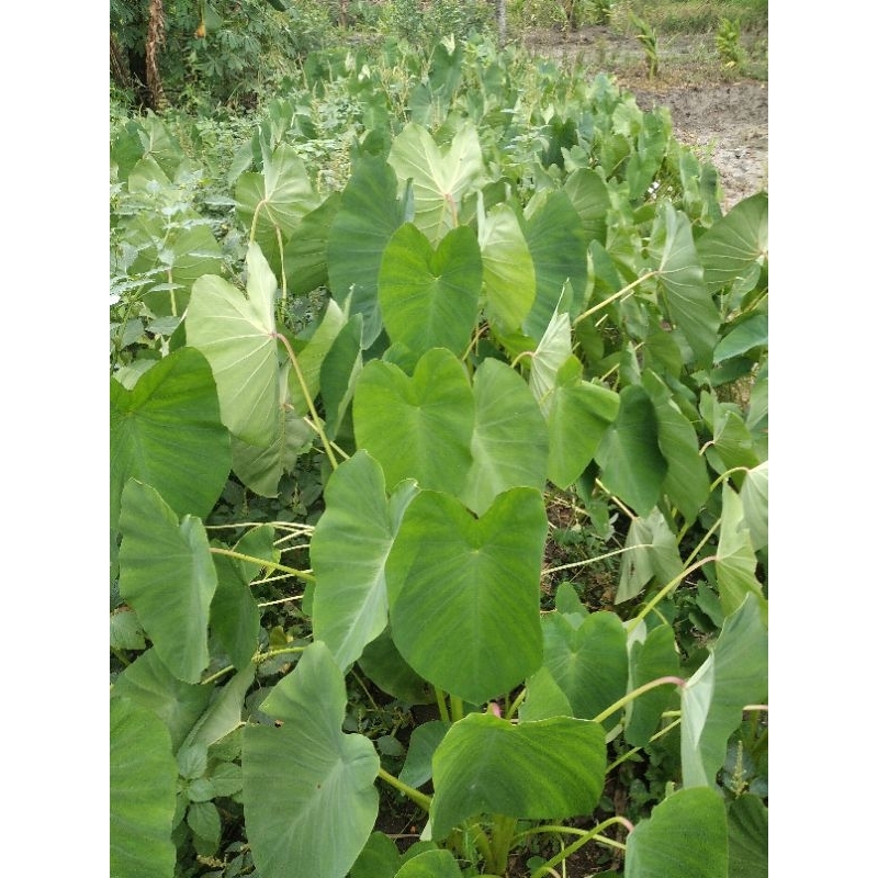 

sayur batang talas lompong hijau 500gram