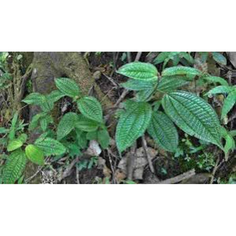 

daun harendong hutan segar500 grm