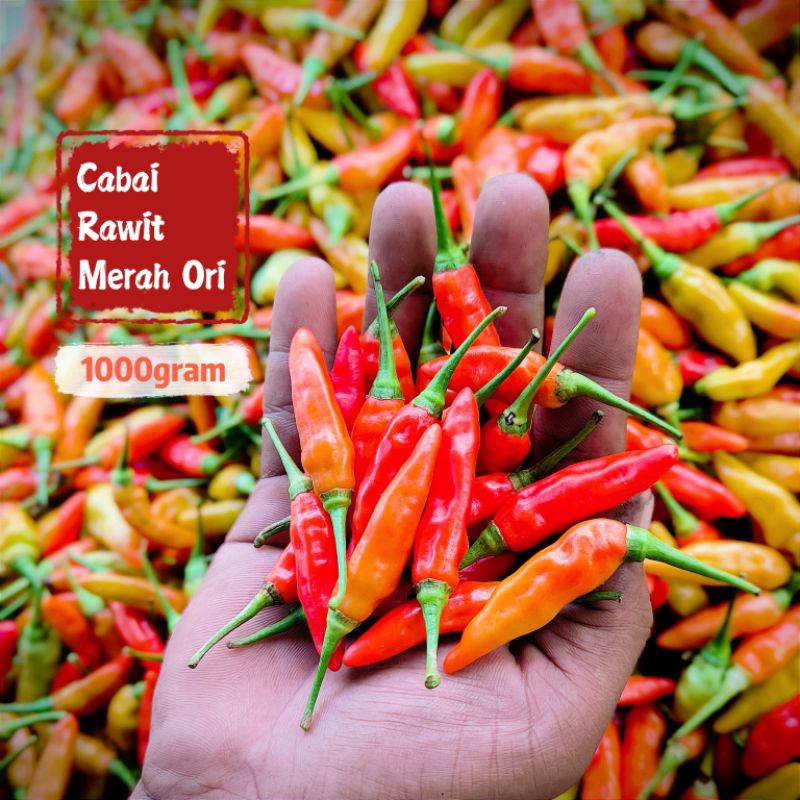 

Cabe Rawit Merah Ori Cabai Lombok Setan Fresh Segar 1KG TJAGRO