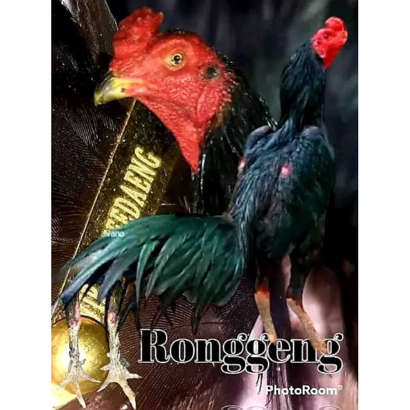 

2 BUTIR BK HITAM ( BULU KUMBANG )MIX ASLI ORI