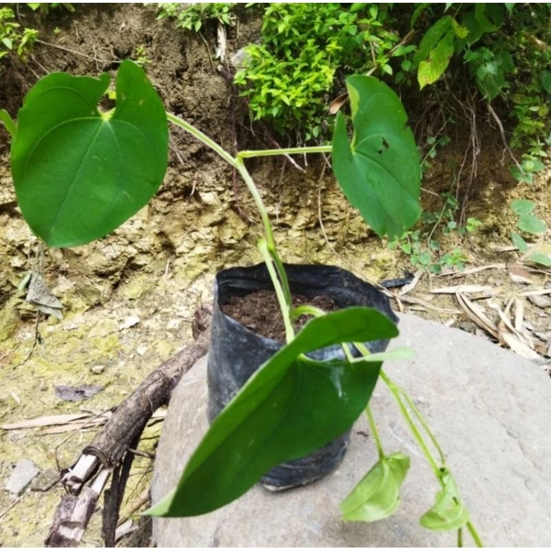 BIBIT UWI KELAPA/UWI KELAPA PUTIH