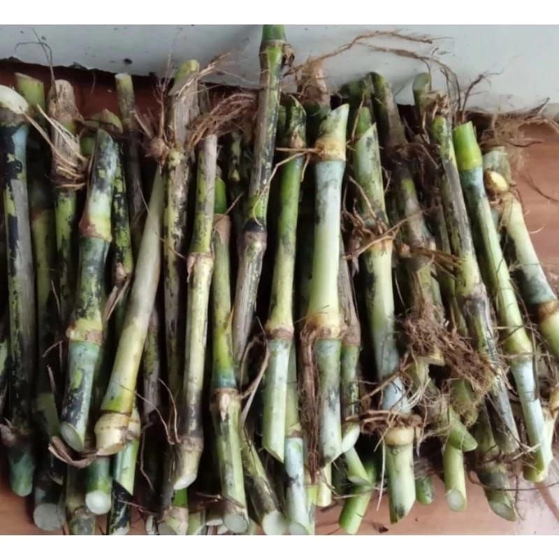 Bibit rumput napier pakchong