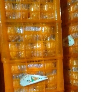 

Jeruk Wogan per keranjang /krat