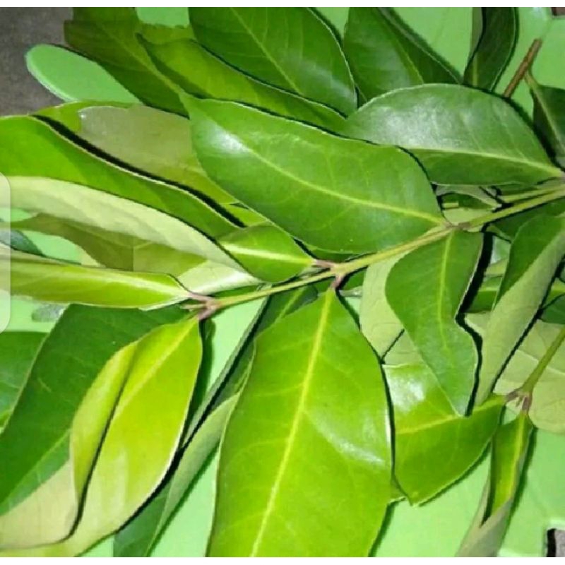 

Daun salam segar per pack