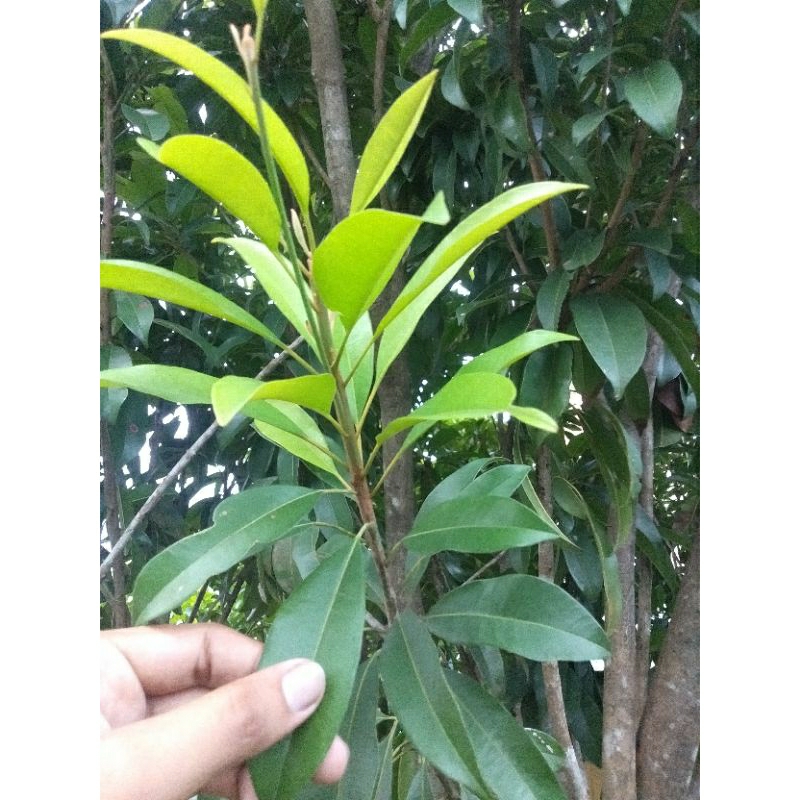 

BISA COD - Daun Sawo Segar Alami