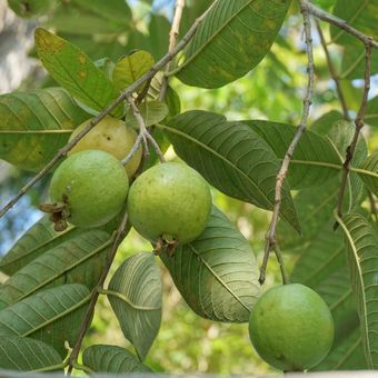 bibit jambu biji kecil super genjah