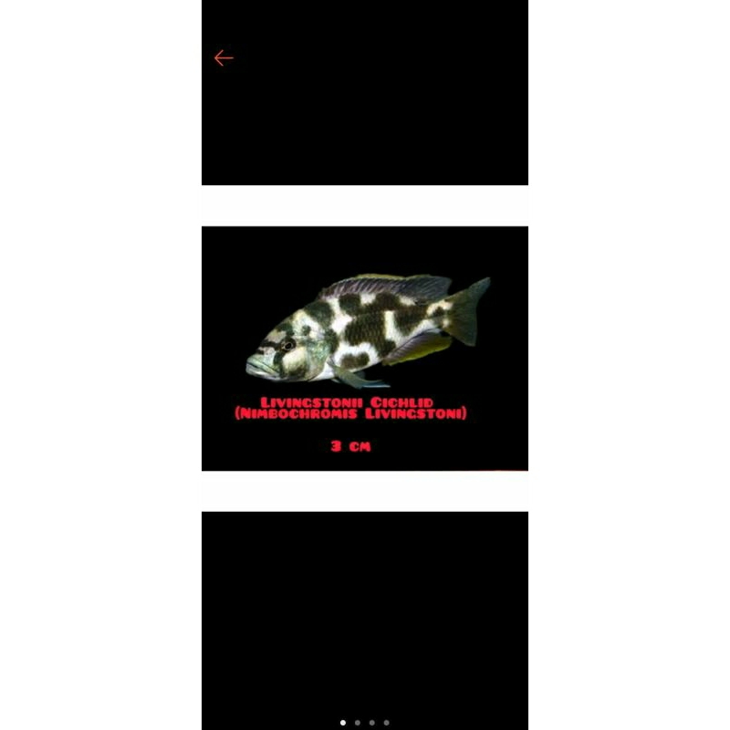 cichlid livingstoni (nimbochromis livingstoni)