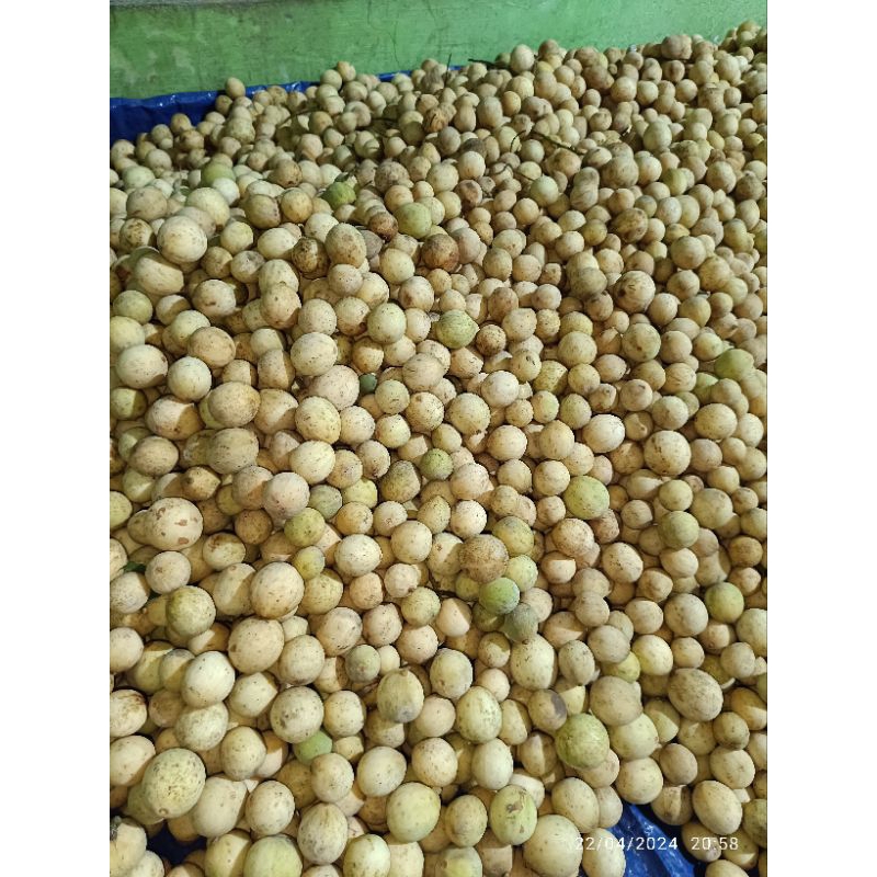 BUAH DUKU MANIS ASLI PURWOREJO 1 KG