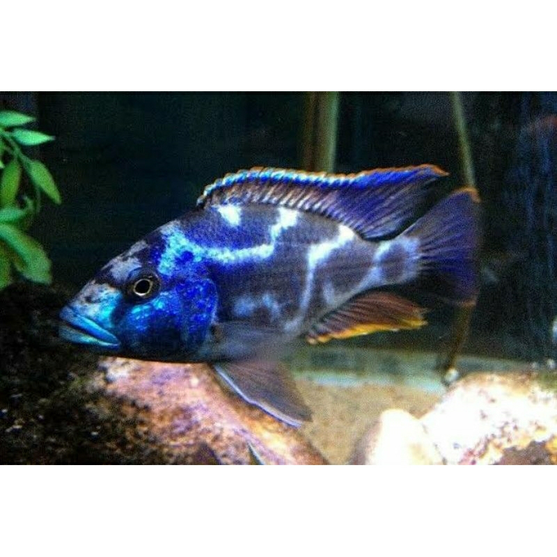 cichlid livingstoni size 6-7 cm