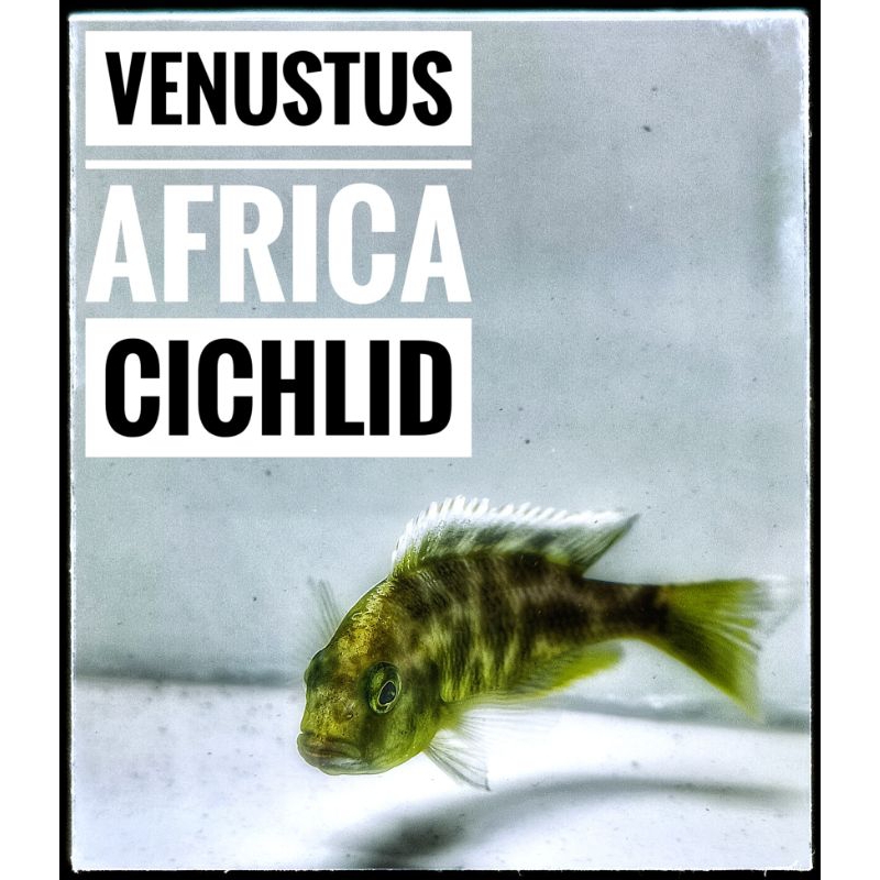 Venustus Cichlid