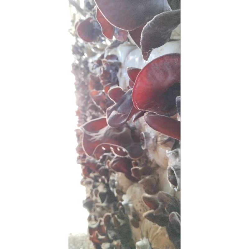 Bibit f2 jamur kuping