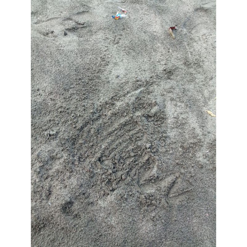

pasir Laut Batukaras