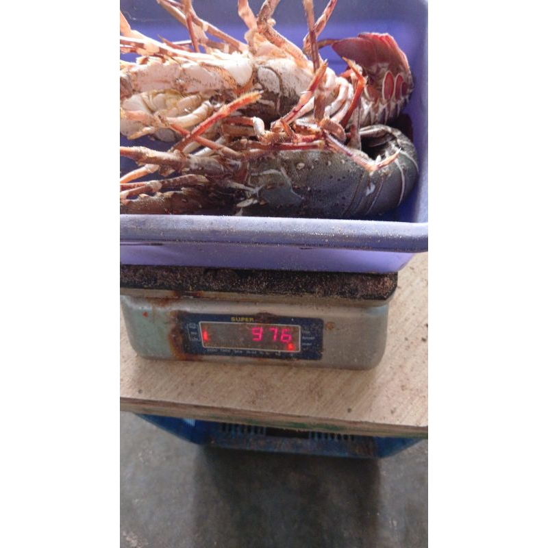 LOBSTER LAUT / LOBSTER FRESH / LOBSTER PAKISTAN / LOBSTER PAKISTAN 1KG ISI 6 - 7