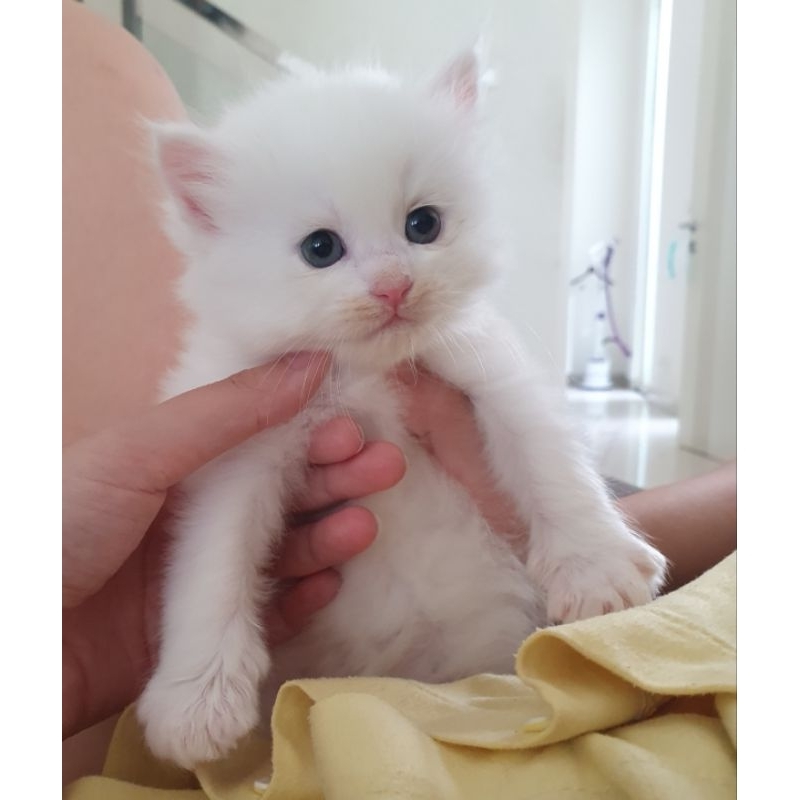 HABIS Jual Anak Kucing Anggora Persia Campuran. umur 2 bulan jantan dan betina murah surabaya