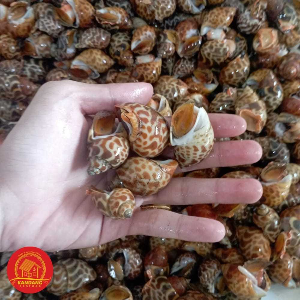 

Kerang Keong Macan Hidup Live Seafood Per Kg