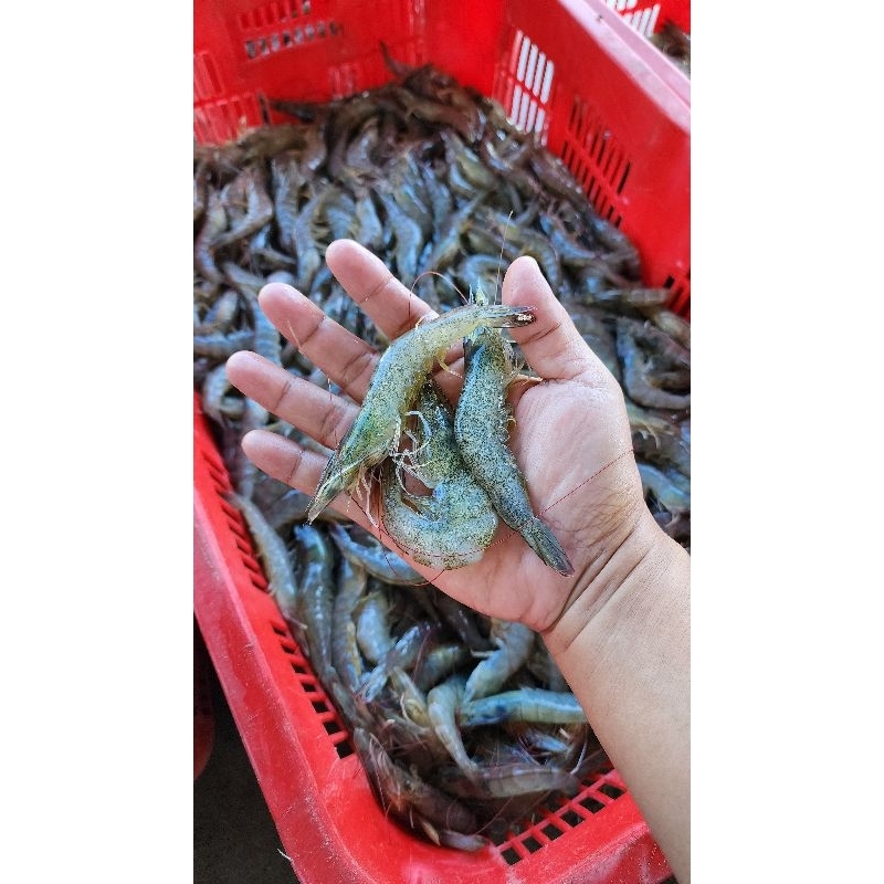 

Udang Vaname